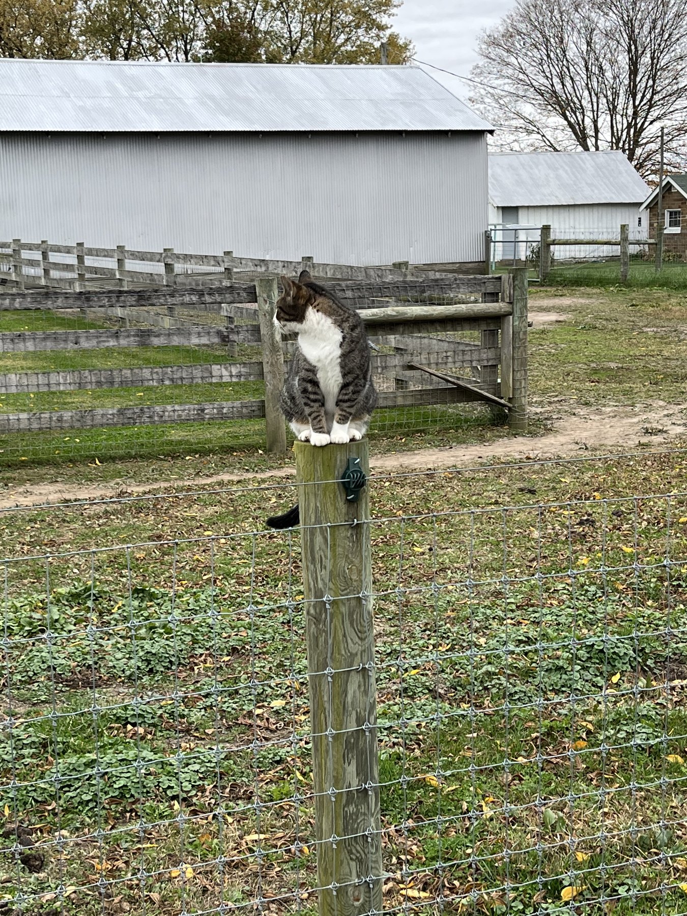 Farm photo 31