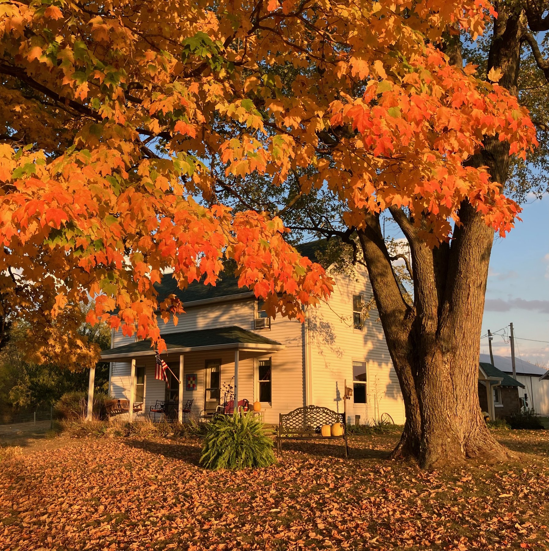 Farm photo 35