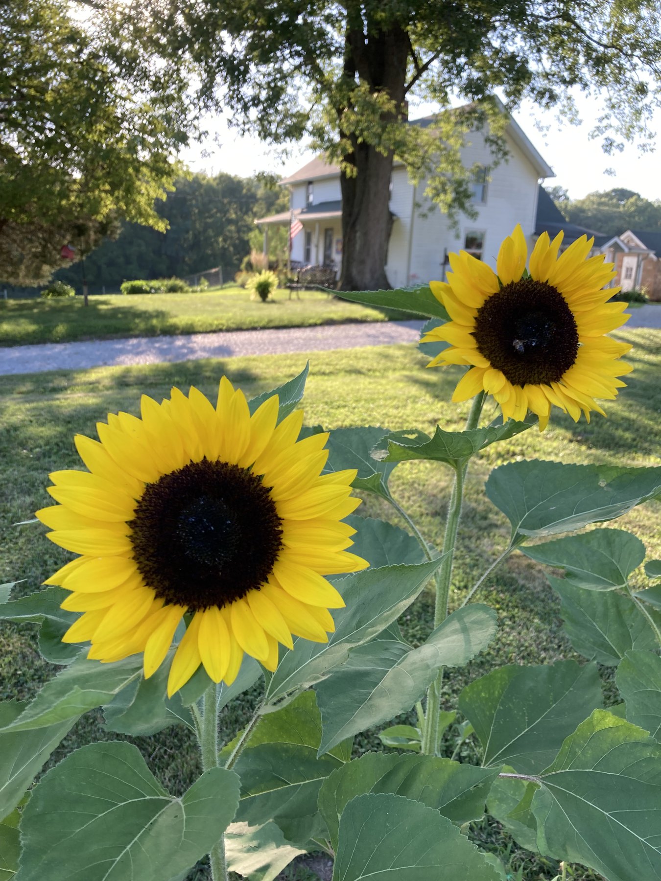 Farm photo 36